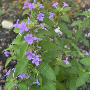 May include: A close-up of a plant with vibrant purple flowers and green leaves. The flowers are small and clustered, with a delicate, trumpet-like shape. The leaves are a deep green, providing a lush backdrop for the blooms. The plant is in a garden setting.