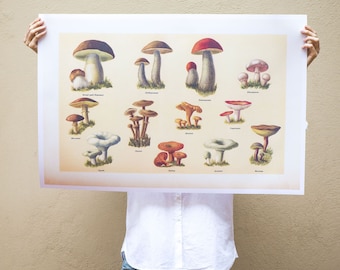 Vintage style mushrooms poster, Russian edible wild mushrooms, wild mushrooms print, botanical wall art, print 4 sizes, old skool print
