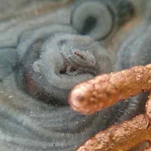 Spilla con cristallo di calcedonio, fiore di calcedonio grigio e ramo di tuja, cipresso ricoperta di rame. Gioiello botanico in rame image 6