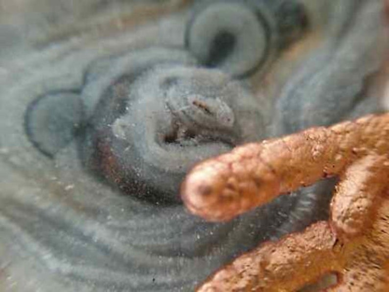 Spilla con cristallo di calcedonio, fiore di calcedonio grigio e ramo di tuja, cipresso ricoperta di rame. Gioiello botanico in rame image 6