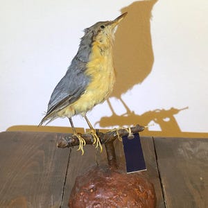 Op de afbeelding: Een geprepareerde vogel met grijze en gele veren zit op een kleine tak. De vogel is gemonteerd op een bruine, getextureerde basis. Een donkerblauw label hangt aan de tak. Het nummer "50" staat op de basis.
