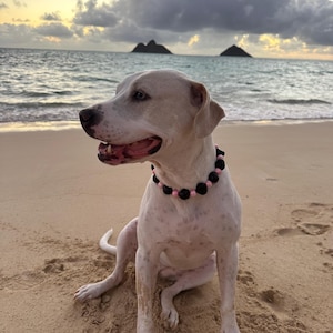 May include: A white dog with brown spots sits on a sandy beach, wearing a black and pink beaded collar. The dog is looking to the left with its mouth open. The ocean and two small islands are in the background under a cloudy sky.