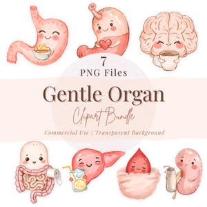 Op de afbeelding: Een digitale clipartbundel met zeven aquarel illustraties van lachende menselijke organen, waaronder een maag, hersenen, lever en darmen. De tekst "Gentle Organ Clipart Bundle" wordt weergegeven, met "7 PNG Files" erboven.