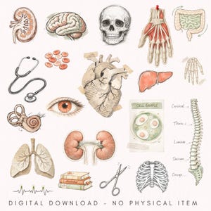 May include: Watercolor illustrations of human anatomy, including a brain, heart, lungs, kidneys, and a skull. Other elements include a stethoscope, eye, and a spine. The text at the bottom reads "DIGITAL DOWNLOAD - NO PHYSICAL ITEM."