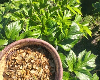 Organic Ashitaba Seeds – Rare Medicinal Angelica Keiskei Koidzumi Plants