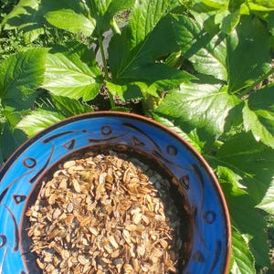 Organic Ashitaba Seeds from the USA – Rare Superfood - Angelica Keiskei Koidzumi Plants- Fresh Viable Seeds