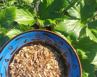 Ashitaba Seeds (organic) Authentic Angelica keiskei koidzumi 40+ seeds per pack