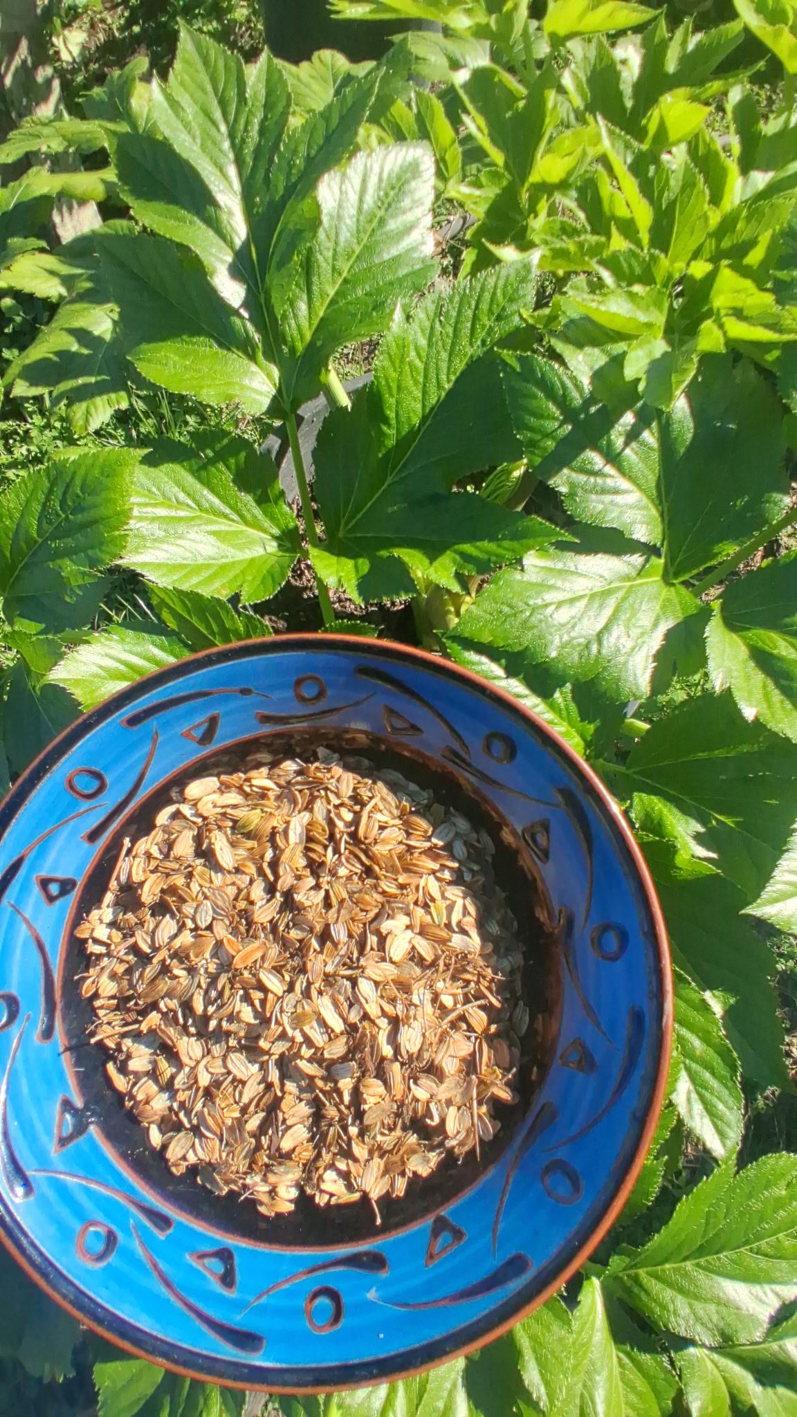 30 Saltwort Herb Seeds – Non-GMO, Japanese Culinary Herb, USA Seller