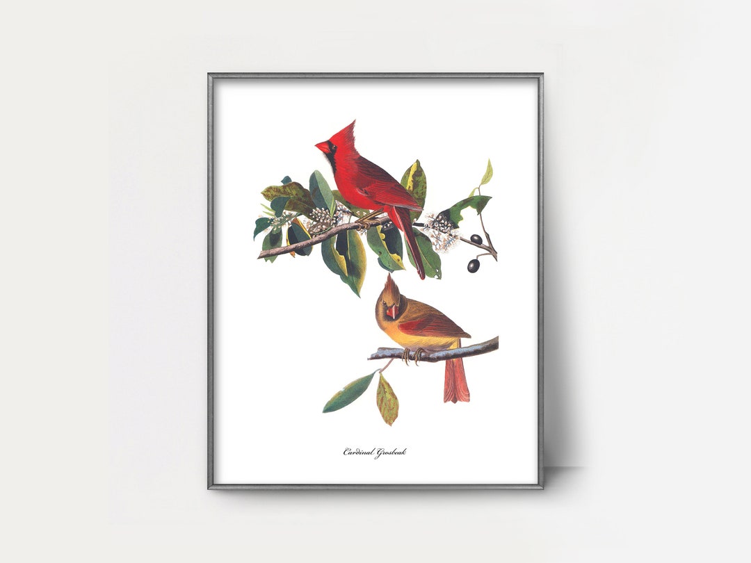 Cardinal Pair Audubon Print - Backyard Bird Printable, Cardinal Print ...