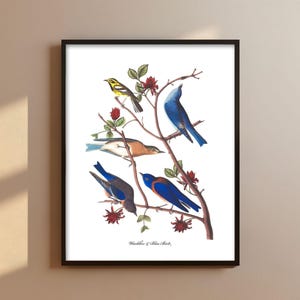 Bluebirds Singing Audubon Print - backyard bird print, bluebird painting