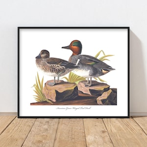 Green Wing Teal Duck Art Audubon Bird Print - rustic duck print, mens wall art