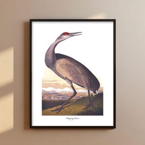 Audubon Kranich Vogel Druck: Elegantes Sumpf Wohn Dekor (Digitaler Download)