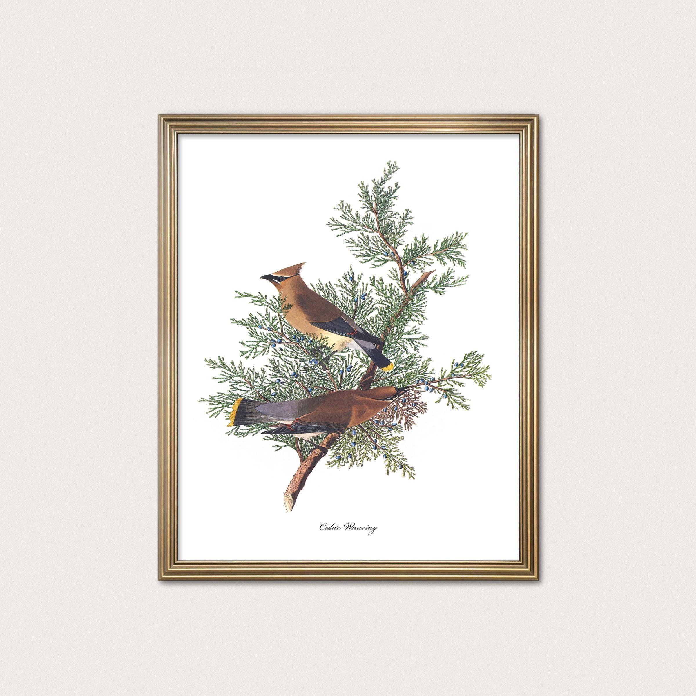 Cedar Waxwing — Audubon, 1850s. Bird Art Print. Grandmillennial