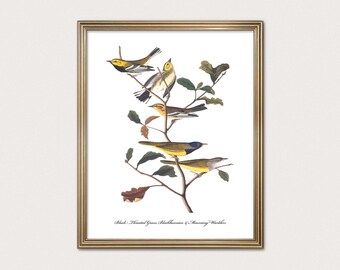 Wood Warbler (c. 1850s) — Minimal Bird Wall Art, Audubon Modern Traditional Decor — Digital Download