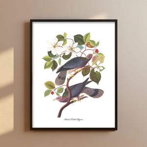 Pigeon Pair Audubon Print - backyard bird print, banded pigeon print, bird art
