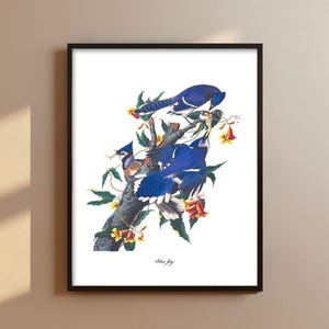 Blauhäher füttern Audubon Druck - Hinterhof Vogel Druck, Blauhäher Druck, Vogelkunst
