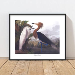 Purple Heron Art Audubon Bird Print - white egret print, river marsh home decor