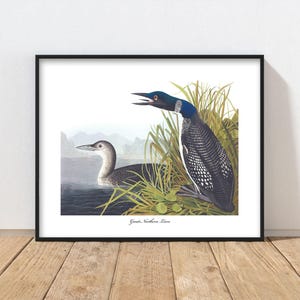 Great Northern Loons Audubon Bird Print - loon print, coastal home decor