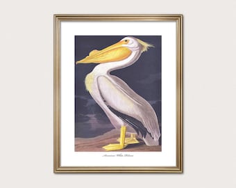 Amerikaanse witte pelikaan | Klassieke zeevogelprint | Audubon strandhuis muurdecoratie | Digitale download