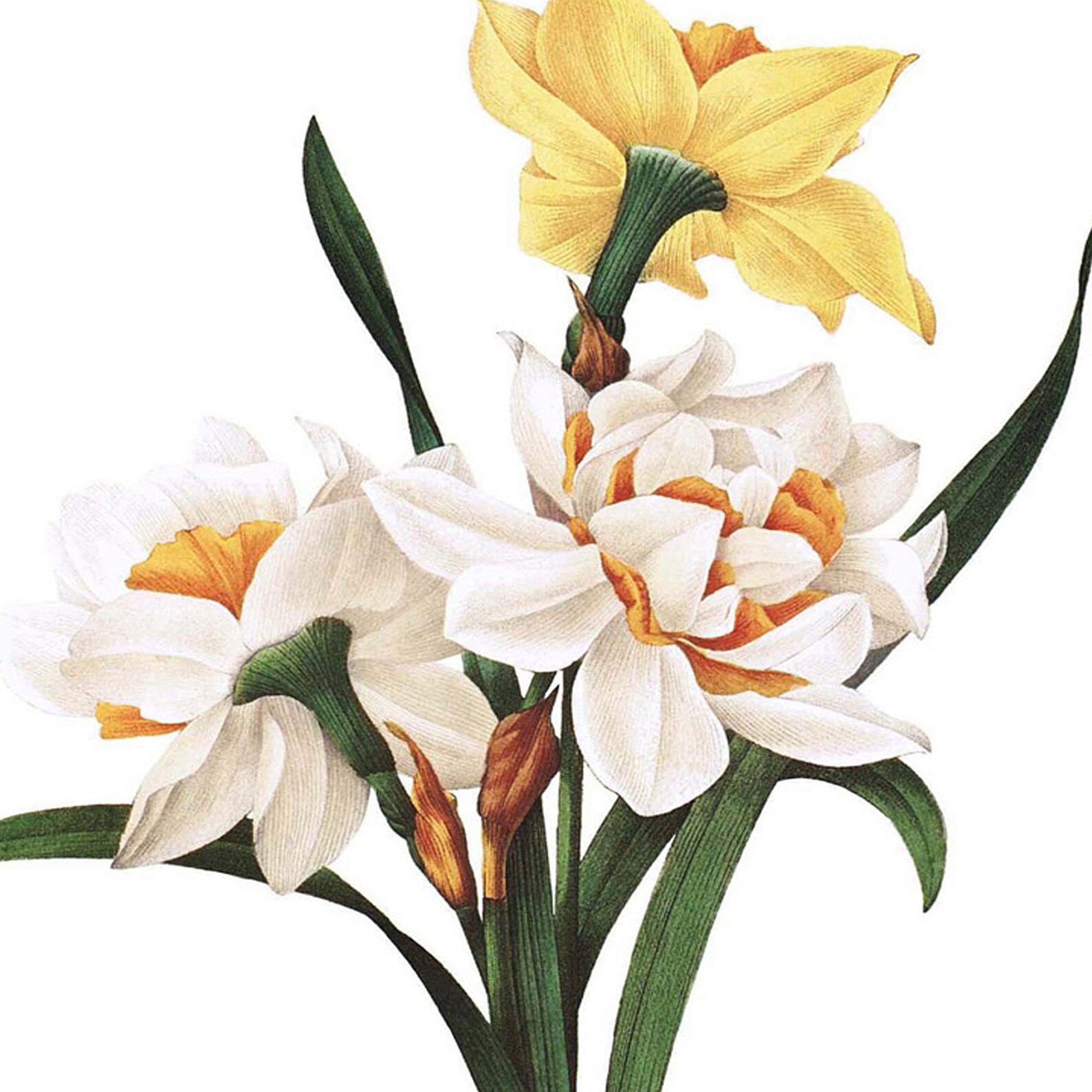 Daffodil Print French Cottage Decor Vintage Botanical Print Etsy