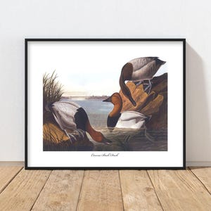 Canvas Back Duck Art, Audubon Bird Print - rustic duck print, mens wall art