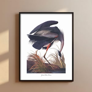 Great Blue Heron Art PRINTABLE Audubon Bird Print - elegant heron print