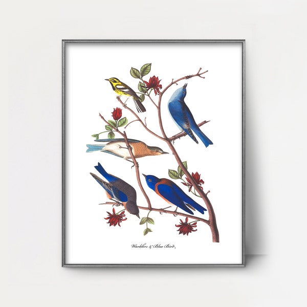 Bluebirds Singing 1850s Audubon Print --- backyard bird print, bluebird print, audubon bird painting, bluebird art, home decor