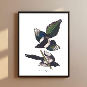 Elster Fliegen Audubon Druck - Hinterhof Vogel Druck, Elster Druck, Vogel Gemälde