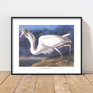 Great White Heron Art Audubon Bird Print - chic heron print, night sky home art