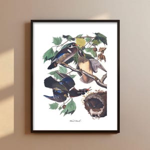 Wood Duck Art Audubon Bird Print - rustic duck print, mens wall art, bird art