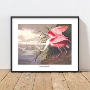Roseate Spoonbill Audubon Bird Print - bold wading bird art, pink home decor