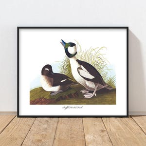 Bufflehead Duck Art Audubon Bird Print - rustic duck print, mens wall art