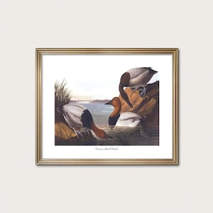 May include: A framed print featuring three Canvasback ducks in a naturalistic setting with water and reeds. The ducks have reddish-brown heads, black chests, and greyish-white bodies. The text "Canvas Back Duck" is printed at the bottom center.