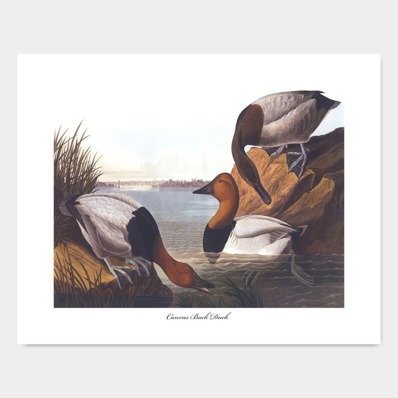 Canvasback Duck Print Audubon Birds Vintage Downloadable Etsy