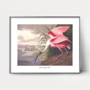 Impresión de espátula rosada de Audubon: arte llamativo de aves zancudas, decoración rosa para el hogar
