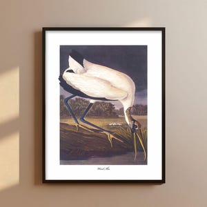 White Ibis Audubon Bird Print - elegant wading bird art, night sky home decor
