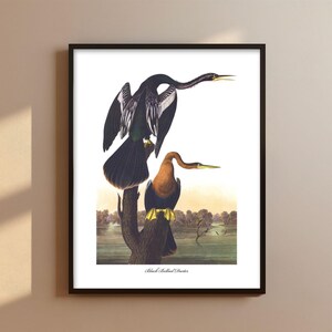 Black Darter Audubon Bird Print - snake bird art, gothic home art decor