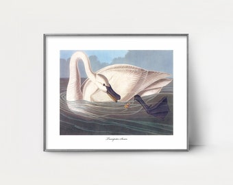 Trumpeter Swan Art 1850s Audubon Bird Print --- elegant swan print, white home decor, vintage swan painting, coastal lake house