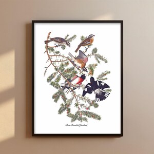 Rose Breasted Grosbeak Pair Audubon Print - backyard bird print, grosbeak print