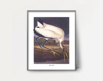 White Ibis 1850s Audubon Bird Print --- elegant wading bird art, night sky home decor, vintage ibis painting, chic coastal decor