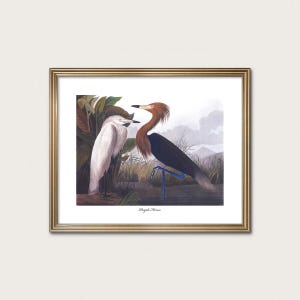 Purple Heron Art Print: Vintage Audubon Bird with White Margin