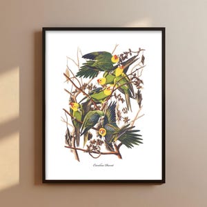 Carolina Parrot Art Audubon Bird Print - parrot print, southern home decor
