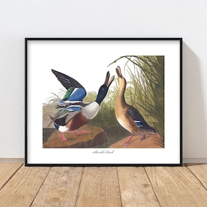 Shoveller Duck Art Audubon Bird Print - rustic duck print, mens wall art