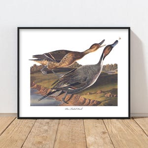 Pintail Duck Art Audubon Bird Print - rustic lake duck print, mens wall art