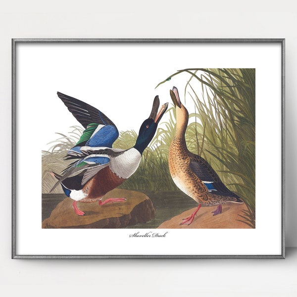 Shoveller Duck Art 1850s Audubon Bird Print --- rustic duck print, mens wall art, vintage bird painting, masculine home decor