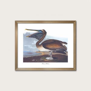 Audubon Brown Pelican Print: Vintage Seaside Bird Art (Digital Download)