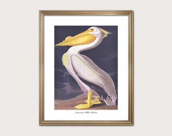 Könnte beinhalten: Ein gerahmter Druck mit einer Illustration eines Nashornpelikans mit weißem Gefieder, einem großen gelben Schnabel und gelben Schwimmfüßen. Der Vogel steht vor einem dunklen Hintergrund, mit dem Text American White Pelican darunter.