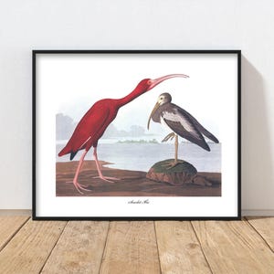 Scarlet Ibis Audubon Bird Print - bright wading bird art, ocean home decor