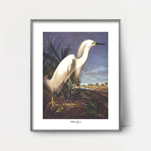 Art aigrette blanche imprimable des années 1850, impression d'oiseau Audubon --- impression aigrette chic, décoration intérieure de marais fluvial, peinture aigrette vintage, décoration côtière