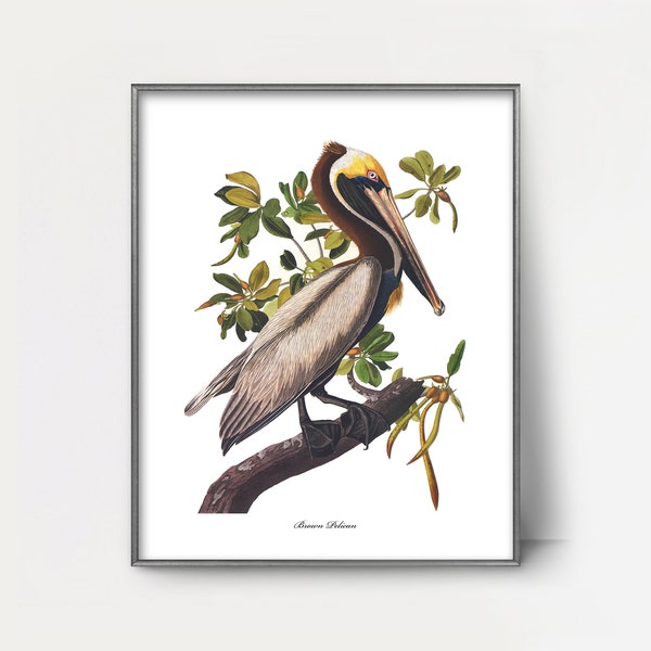 Brown Pelican Art 1850s Audubon Bird Print --- agile pelican print, mangrove home decor, vintage pelican painting, coastal decor